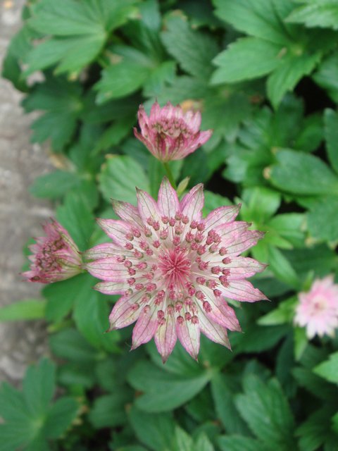 Astrantia major